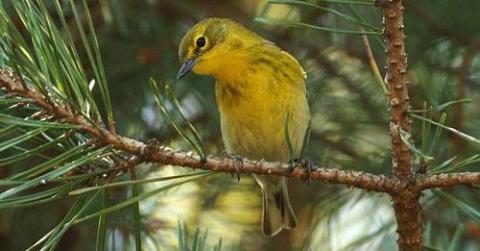 bird on branch