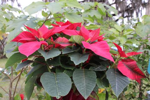 Lilly's Poinsettia