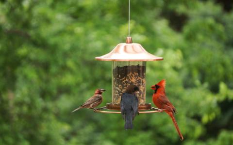 Photo of 3 birds at a bird feeder