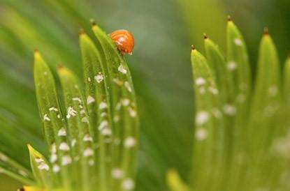 photo of an insect eating grass