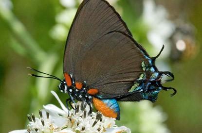 photo of a butterfly on top of a flower